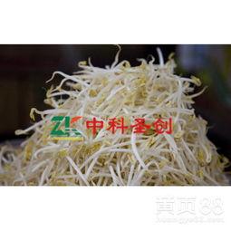 豆芽大秀在线视频,揭秘网络红人的魅力瞬间