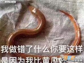 黄鳝门 手机在线视频,揭秘网络直播的暗黑面