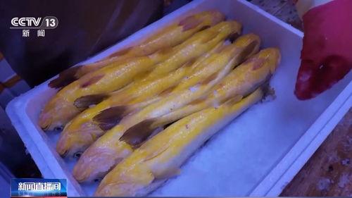 黄鱼在线视频免费观看