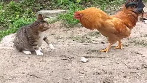 吸允公鸡在线视频,一场引发争议的直播事件