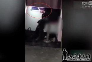 拉屎在线视频网,拉屎在线视频网的惊人真相