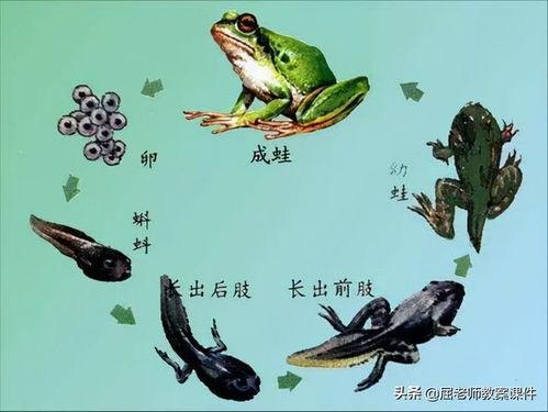 碰蝌蚪在线视频,揭秘水下精灵的奇妙世界